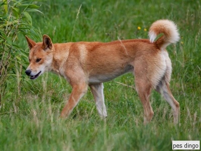 dingo