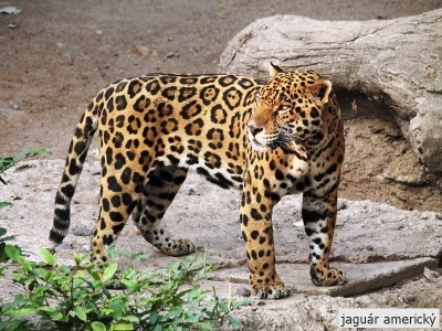 jaguár americký