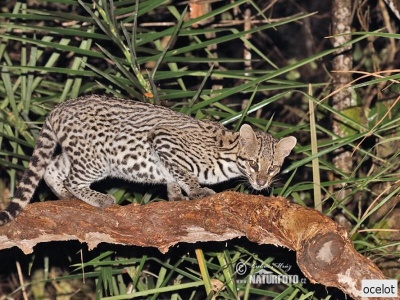 ocelot