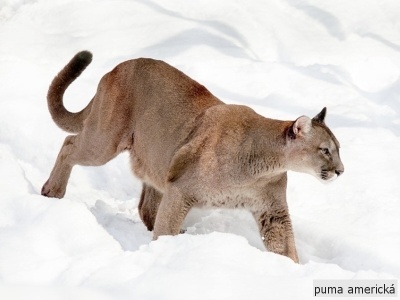puma americká