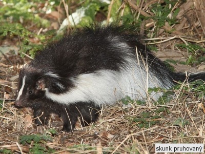 skunk pruhovaný