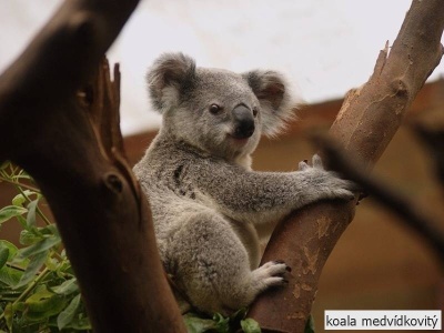 koala medvídkovitý