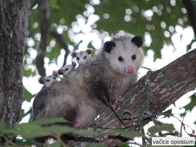 vačice opossum