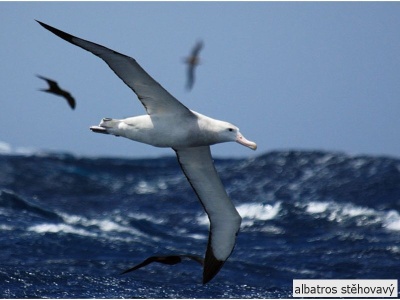 albatros stěhovavý