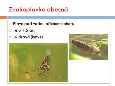 vsiplostice-04