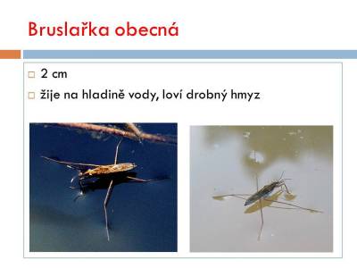 vsiplostice-05