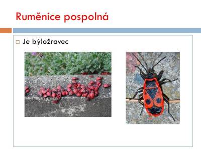 vsiplostice-07