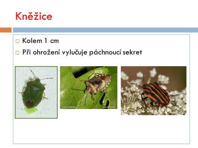 vsiplostice-08