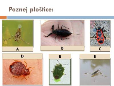vsiplostice-10