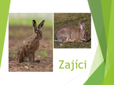 zajici-01