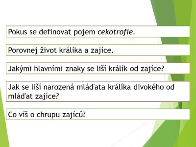 zajici-02