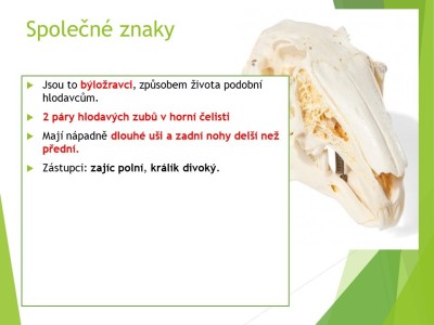 zajici-03