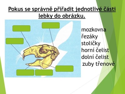 zajici-04