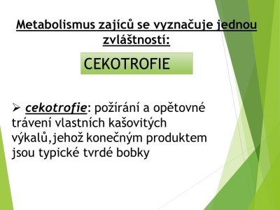 zajici-05