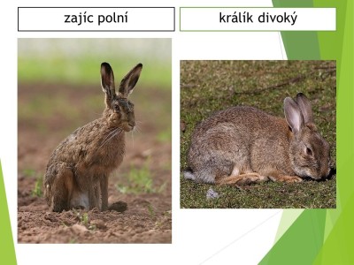 zajici-07