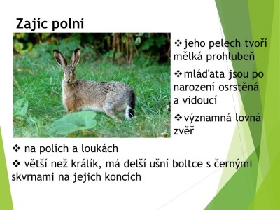 zajici-11