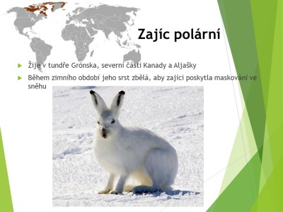 zajici-12
