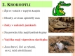 10-krokodyli