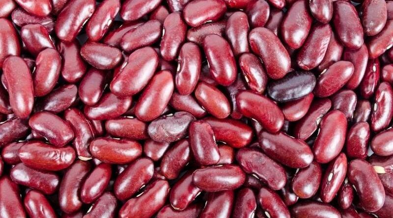 Vylučovací soustava