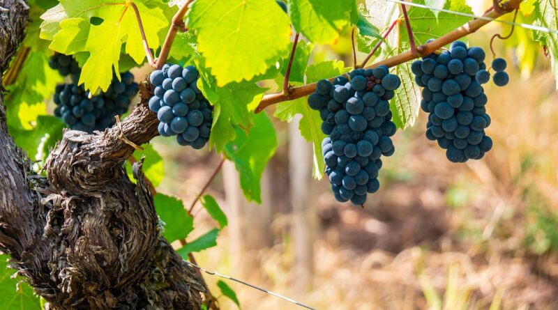 Rozdělení sacharidů