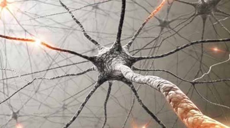 Nervová soustava 1. část