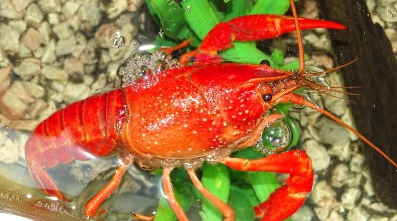 Poznávej korýše – test