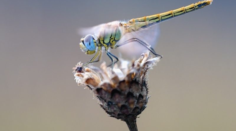 Poznávačka hmyzu I.